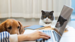 Mensch sitzt am Laptop. Der Hund sitzt dabei, die Katze schaut aus der Ferne zu