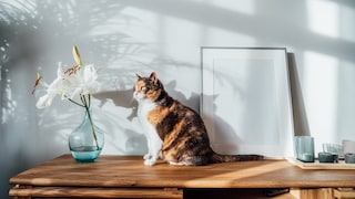 Katze auf einem Sideboard, neben ihr eine Vase mit weißen Lilien