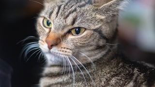 Zurückgelegte Ohren und starrer Blick: Diese Katze zeigt deutlich, dass sie die Situation nicht genießt
