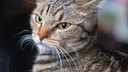 Zurückgelegte Ohren und starrer Blick: Diese Katze zeigt deutlich, dass sie die Situation nicht genießt