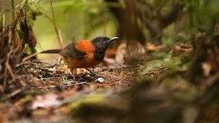 Zweifarbenpitohui (Pitohui dichrous) in Papua-Neuguinea