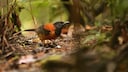 Zweifarbenpitohui (Pitohui dichrous) in Papua-Neuguinea