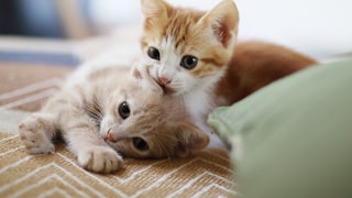 Zwei Katzenjunge liegen beieinander.