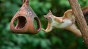 Ein Eichhörnchen greift nach dem Vogelfutterhäuschen