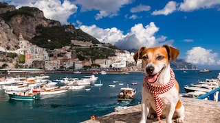 Hund an der Amalfi-Küste