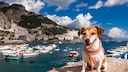 Hund an der Amalfi-K&uuml;ste