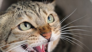 Nahaufnahme einer fauchenden Katze