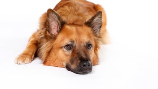 Ein Harzer Fuchs liegt im Platz auf dem Boden.