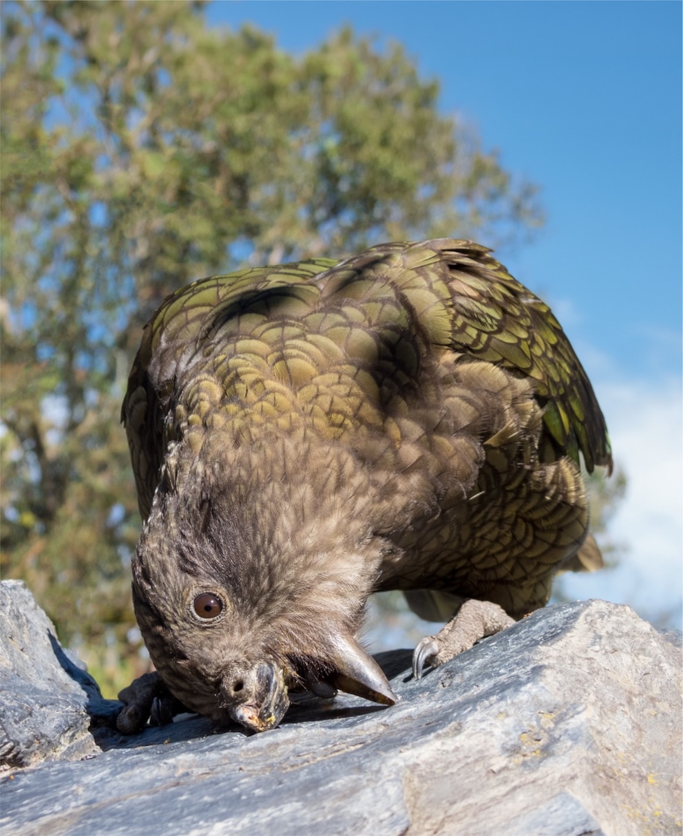 Kea Bruce benutzt seinen unteren Schnabel an einem Stein