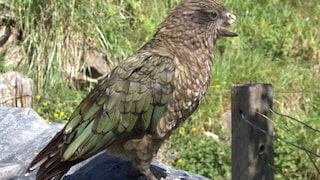 Kea Bruce sitzt auf einem Stein