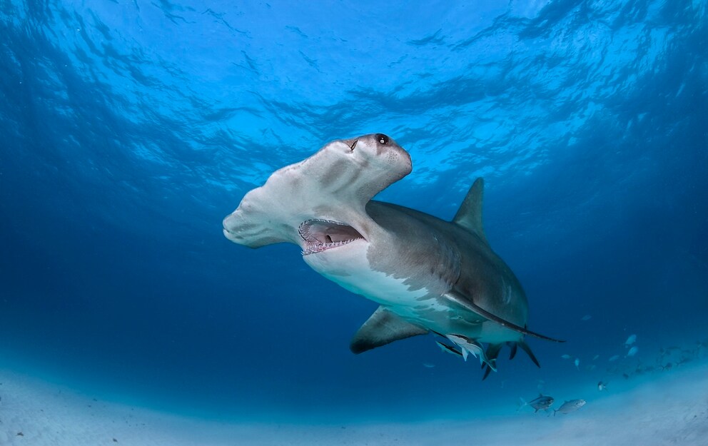 Great Hammerhead Shark with open mouth