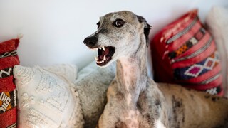 Windhund, der droht