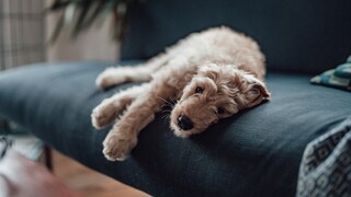 Junger Goldendoodle liegt auf dem Sofa