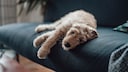 Junger Goldendoodle liegt auf dem Sofa