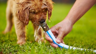 Welpe trinkt aus einem Gartenschlauch