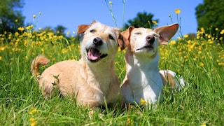 Terrier-Mix und Jack Russel nebeneinander auf einer Weise im Sonnenschein bei blauem Himmel