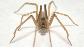 Weibliche Spinne der Art Pikelinia floydmuraria