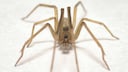 Weibliche Spinne der Art Pikelinia floydmuraria