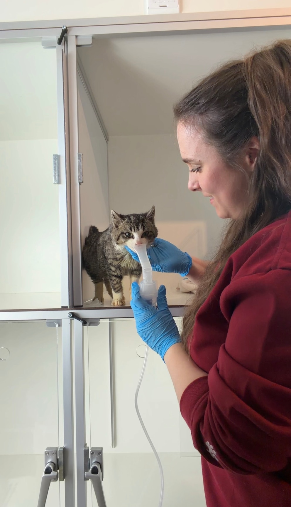G&uuml;lli muss regelm&auml;&szlig;ig inhalieren, damit sich der Schleim in seiner Nase l&ouml;st. Das macht der Kater aber gerne freiwillig mit &ndash; f&uuml;r Katzen eine Seltenheit