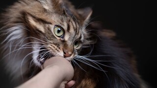 Maine-Coon beißt sanft in Hand ihrer Halterin