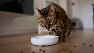 Bengalkatze sitzt vor Futternapf und schaut in die Kamera