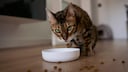 Bengalkatze sitzt vor Futternapf und schaut in die Kamera