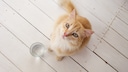 Katze sitzt neben einem Wasserglas und blickt nach oben