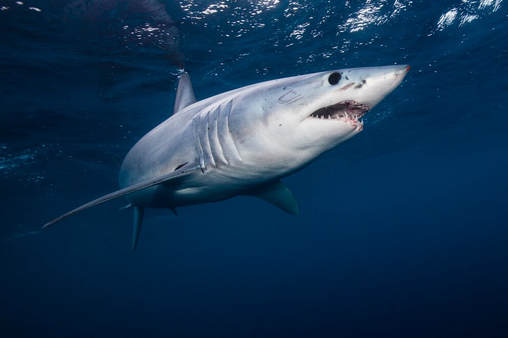 Mako Shark (Isurus oxyrinchus)