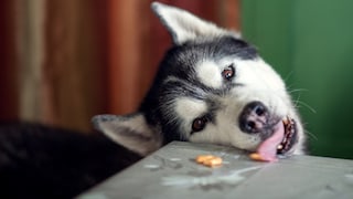 Hund leckt Leckerli vom Tisch auf