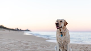Labrador sitzt am Strand
