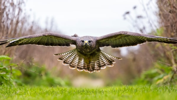 Mäusebussard (Buteo buteo) im Flug