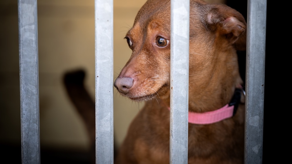 Hund hinter Gitterstäben
