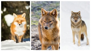 Collage aus Fuchs (links), Goldschakal und Wolf