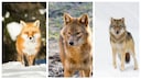 Collage aus Fuchs (links), Goldschakal und Wolf