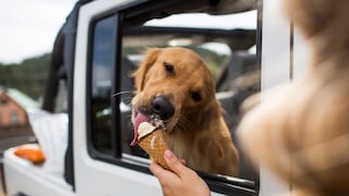 Dürfen Hunde eigentlich Eis essen? PETBOOK erklärt, worauf Halter achten sollten