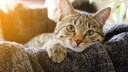 Katze auf Sofa
