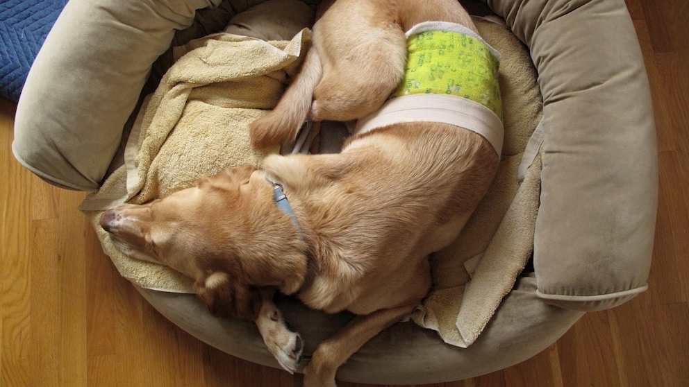 Ein Hund liegt nach einer Operation mit einem Verabnd in einem Körbchen.