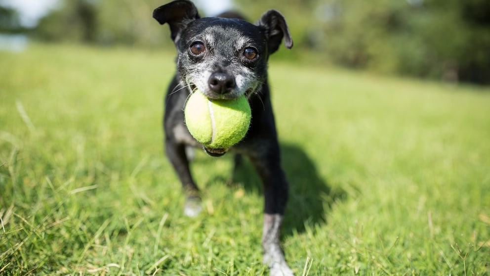 Ein älterer Hund rennt mit einem Ball im Maul über eine Wiese.