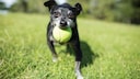 Ein älterer Hund rennt mit einem Ball im Maul über eine Wiese.