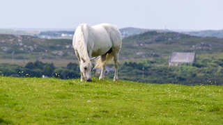 Connemara-Pony auf einer Wiese in Irland.