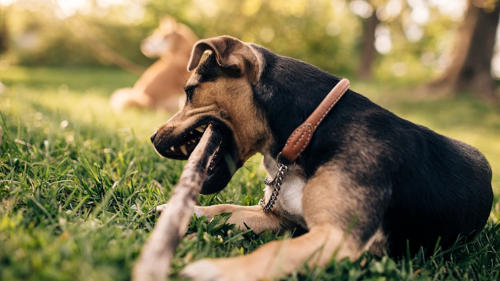 Hund liegt auf einer Wiese und kaut auf einem Stock