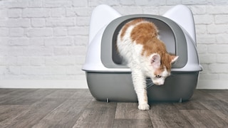 Katze steigt aus Katzentoilette