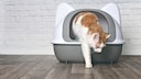 Katze steigt aus Katzentoilette