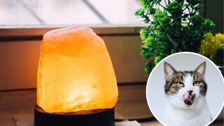 Salzlampen können für Haustiere gefährlich werden – vor allem, wenn Hunde oder Katzen daran lecken.