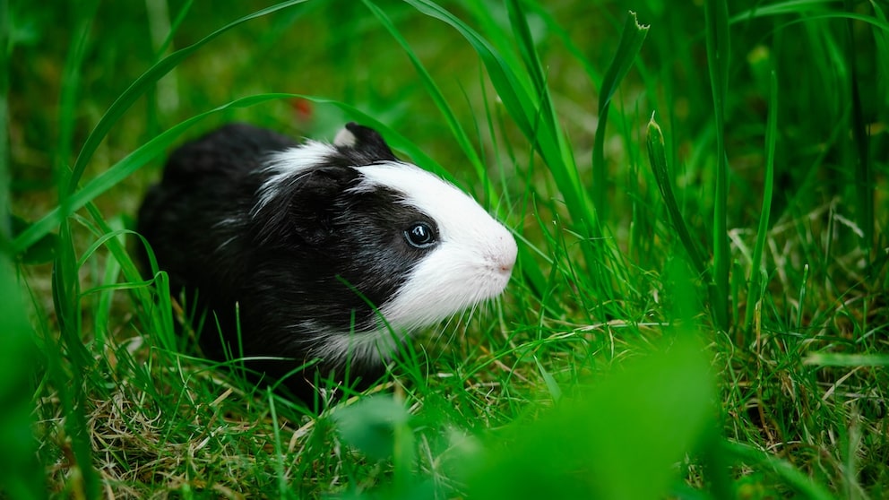 Meerschweinchen auf Rasen