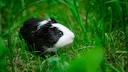 Meerschweinchen auf Rasen