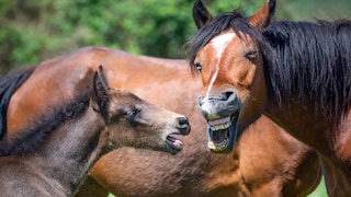 Pferd