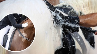 Pferd wird gewaschen, zweites Bild reingeschnitten mit Schaum, schwitzendem Pferd