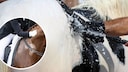 Pferd wird gewaschen, zweites Bild reingeschnitten mit Schaum, schwitzendem Pferd