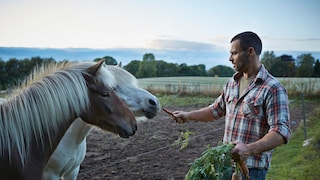 Auch scheinbar harmlose Lebensmittel können für Pferde und Ponys gefährlich werden – unerlaubtes Füttern kann im schlimmsten Fall tödlich enden